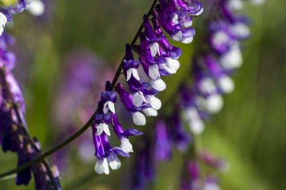 Vetches: planting, pruning & the most beautiful species