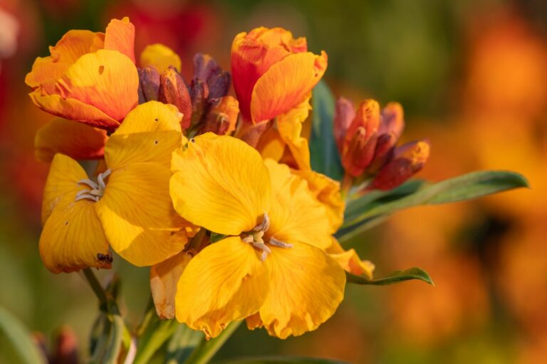 Wallflowers planting, pruning & winter care Plantura