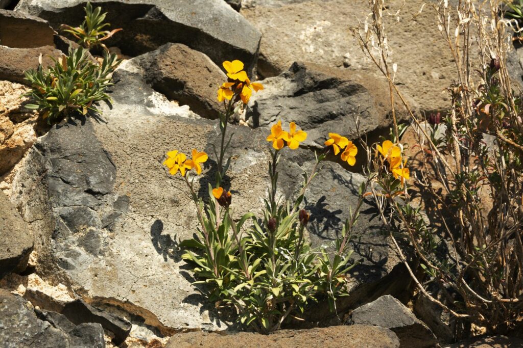 Wallflower growing out of a rock wall