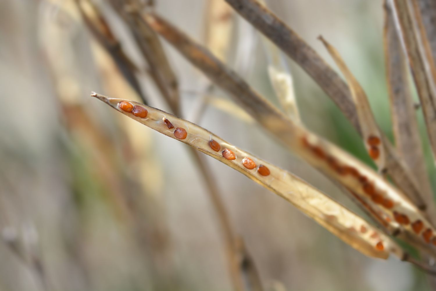 Wallflowers planting, pruning & winter care Plantura