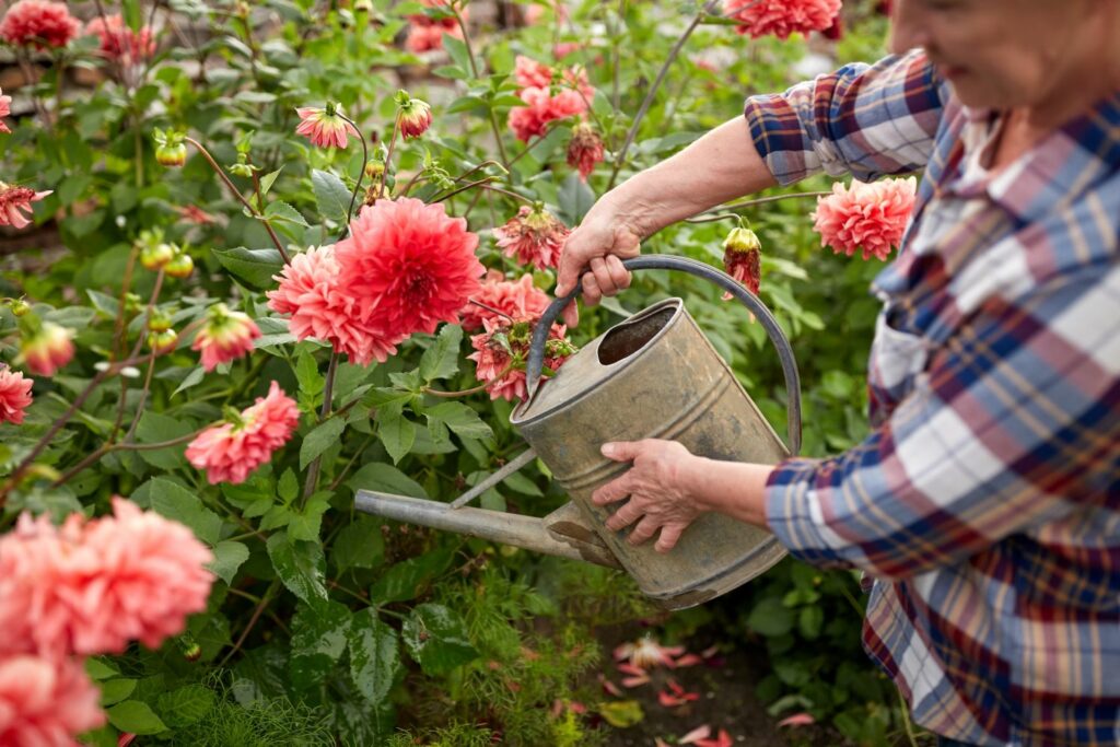 gardener watering her dahlia bush 