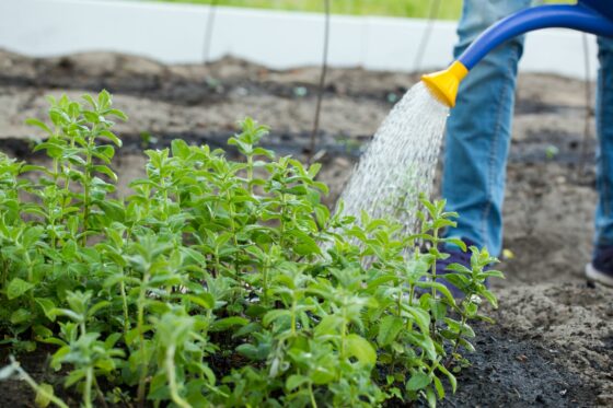 Mint plant care: watering, fertilising & common mint pests