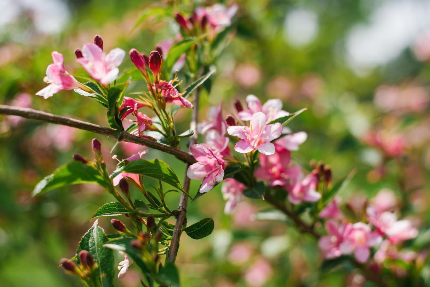 branch with pink weigela flowers