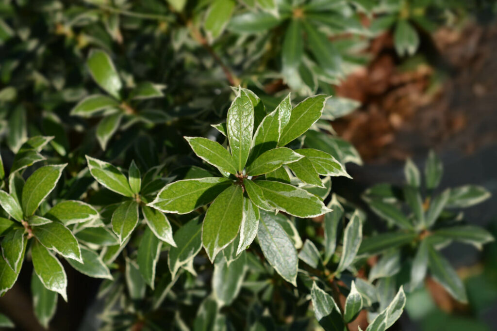 Pieris leaves with white edges