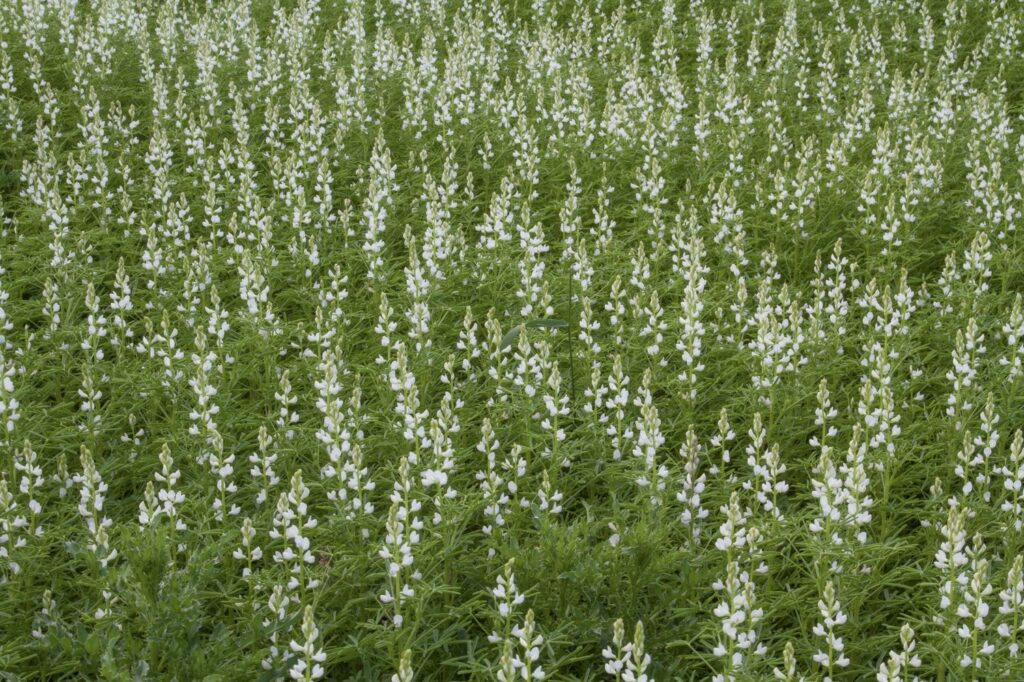 field of white lupins