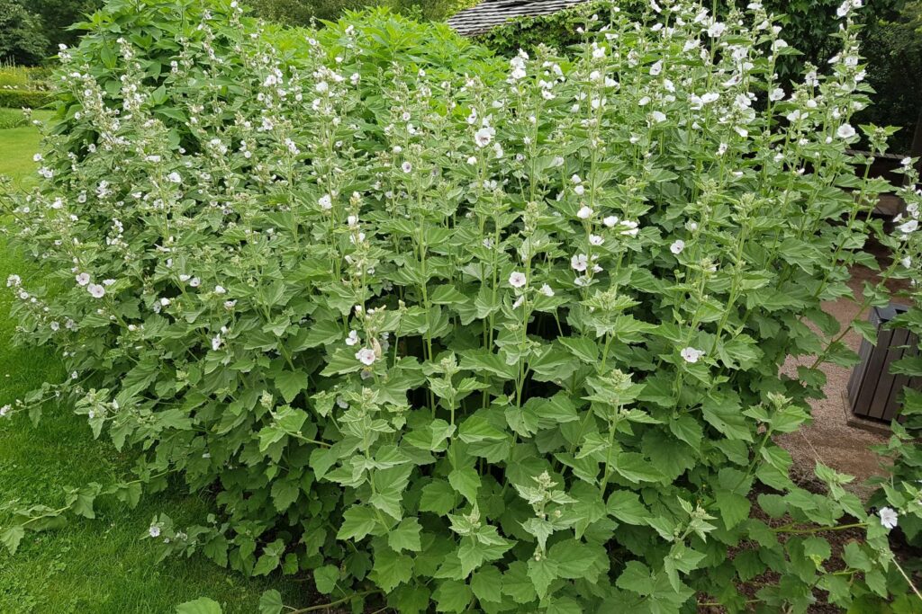 Tall cluster of marsh mallow
