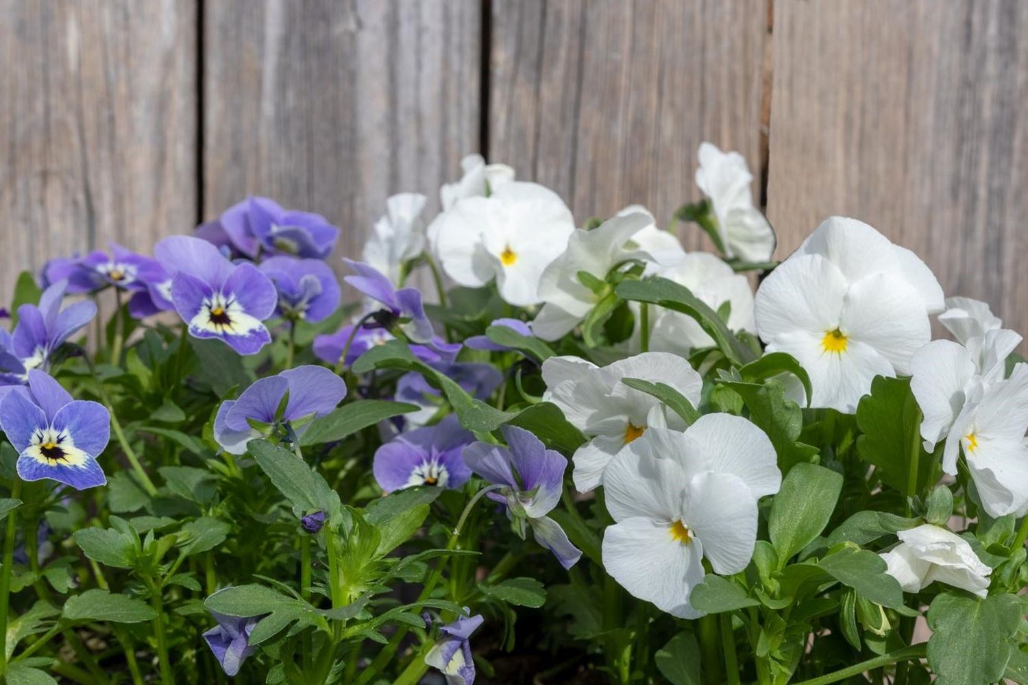 White flowered and purpled flowered pansy