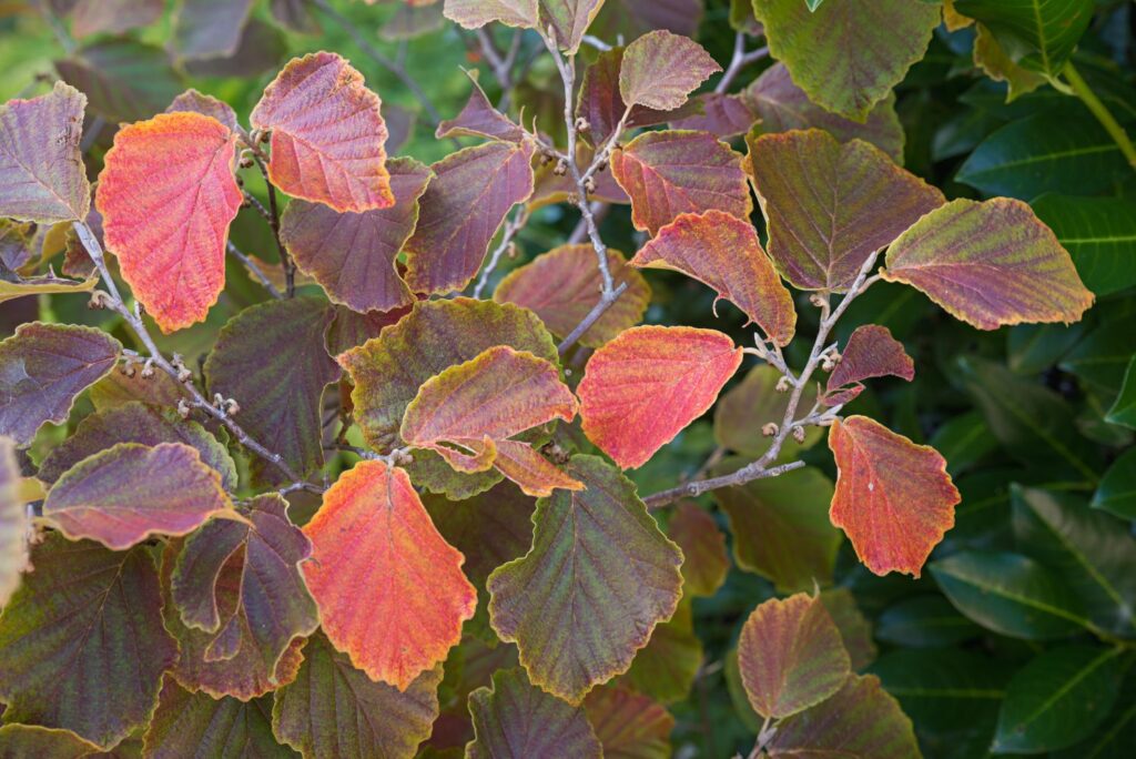 red witch hazel leaves