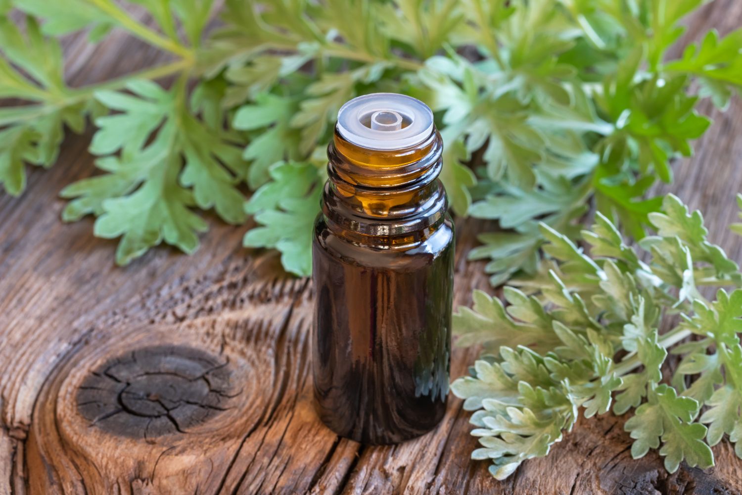Wormwood with bottle of essential oil