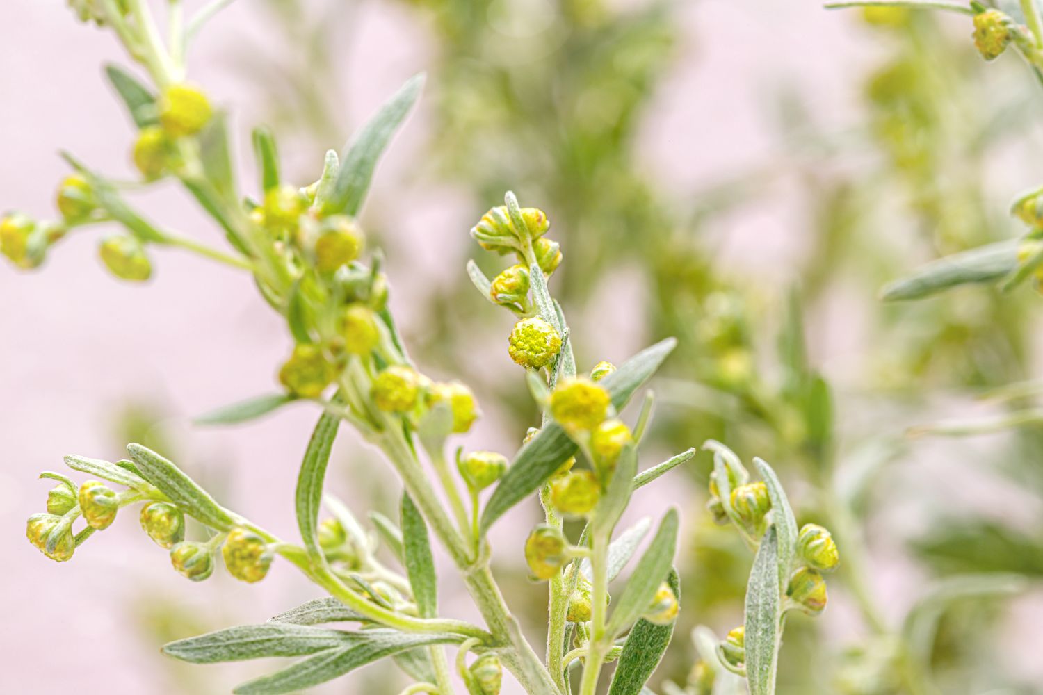 Small yellow wormwood flowers