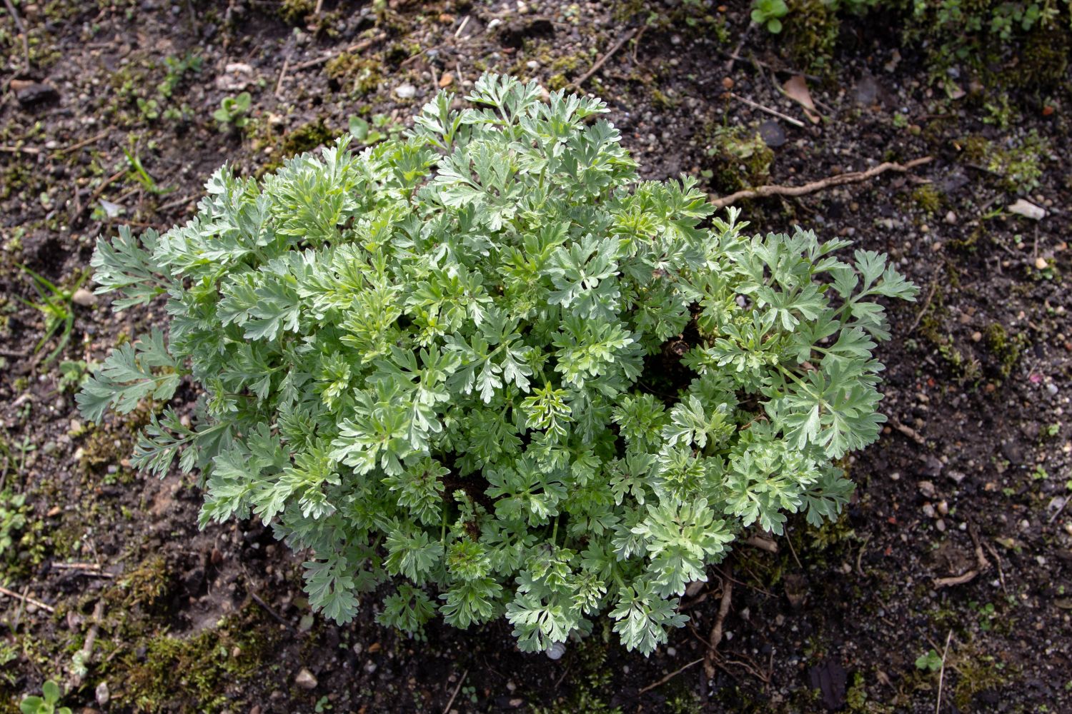 Wormwood growing in soil