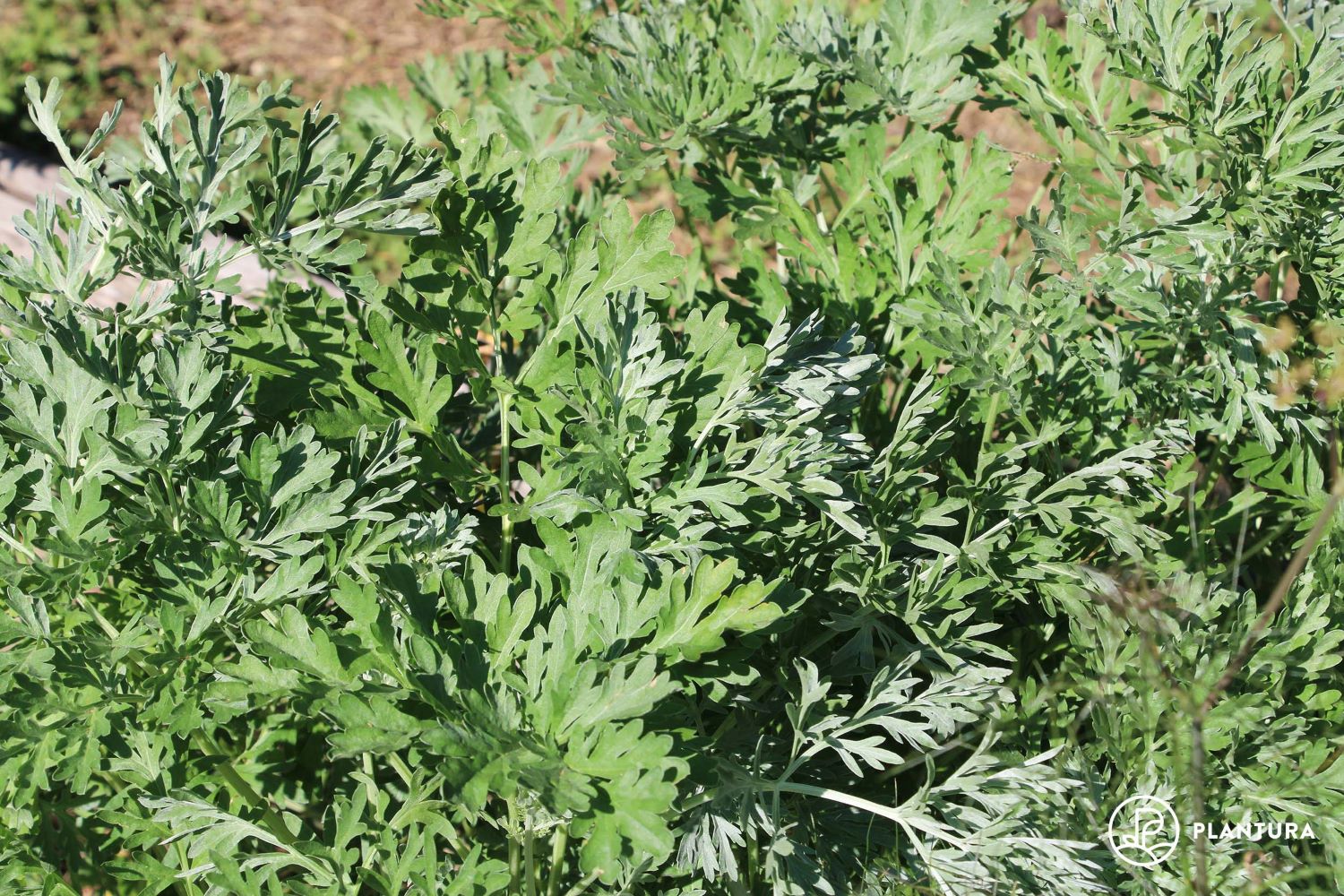 Holfcitylf Natural Artemisia Annua, Dried Sweet Wormwood, India