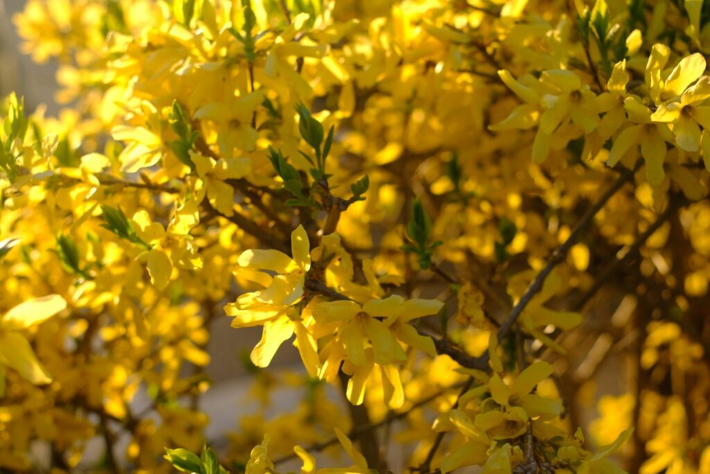 Is forsythia poisonous? Plantura
