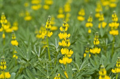 Lupins: planting the protein bomb in your own garden