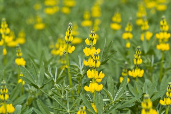 Lupins: planting the protein bomb in your own garden