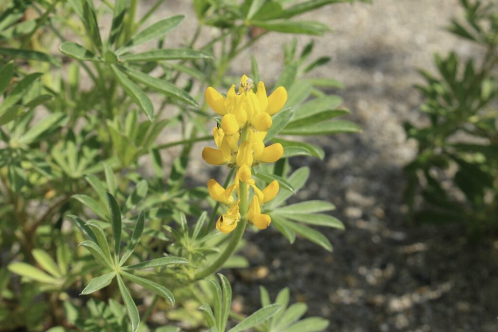 branch with yellow lupin flowers