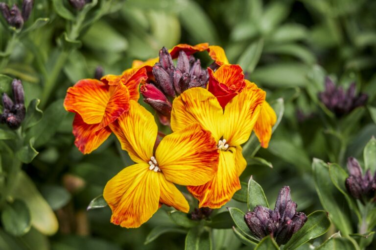 Wallflowers planting, pruning & winter care Plantura