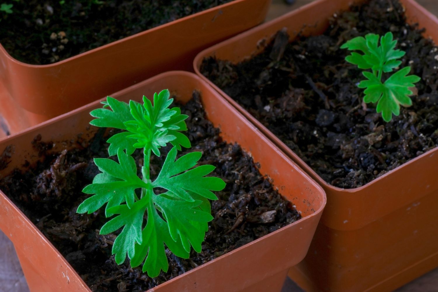 Young wormwood in pots