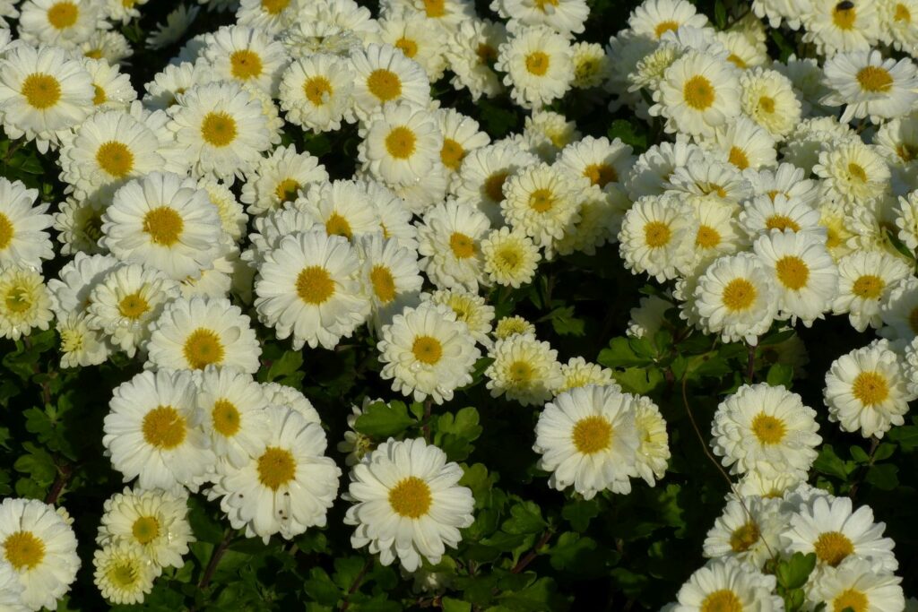 white Indian chrysanthemum flowers
