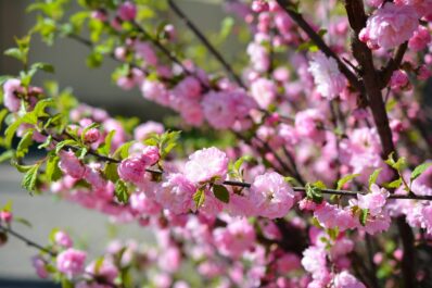 Prunus triloba: pruning, frost-resistance & varieties of flowering almond trees