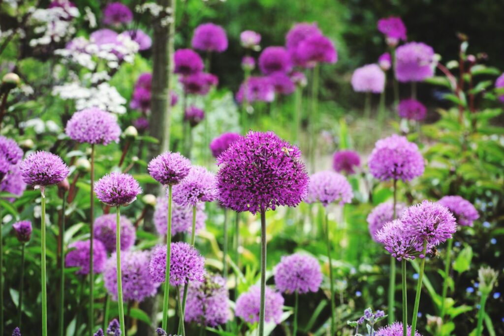 Purple flowers of the Allium
