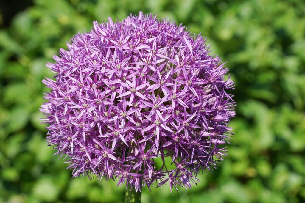 Allium 'Ambassador' flowers