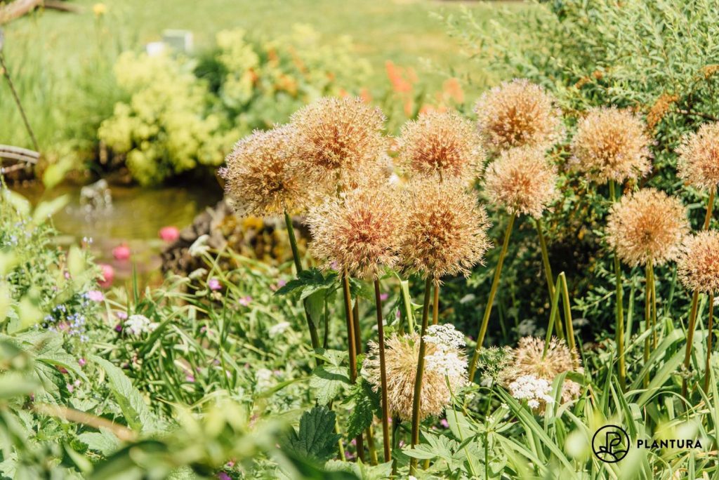 Flowers and grasses with Allium