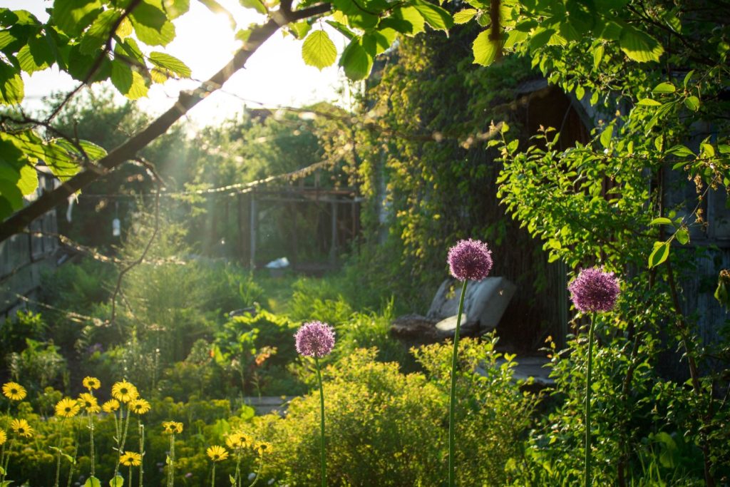 Ornamental onion flowers in the sun