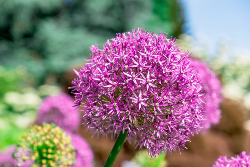 Allium 'Gladiator' flowers