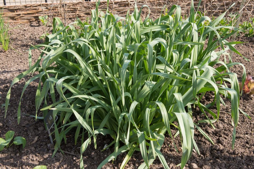 Leaves of the Allium plant