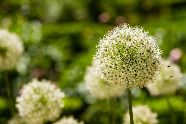 Types of allium: ornamental onion favourites - Plantura