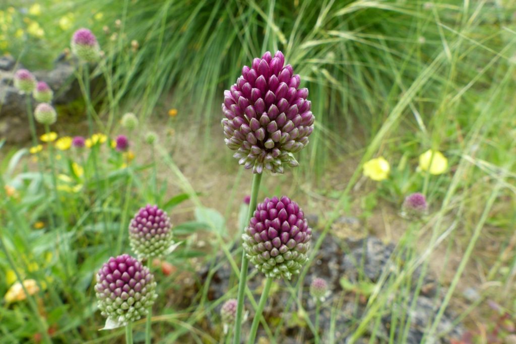 Allium schubertii flower
