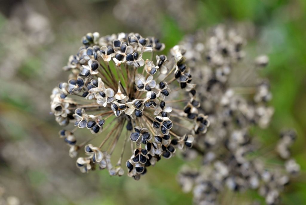 Black Allium seeds