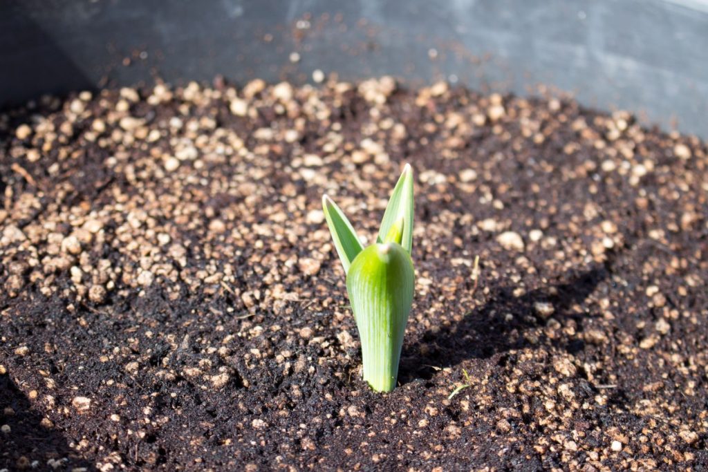 Young Allium shoot