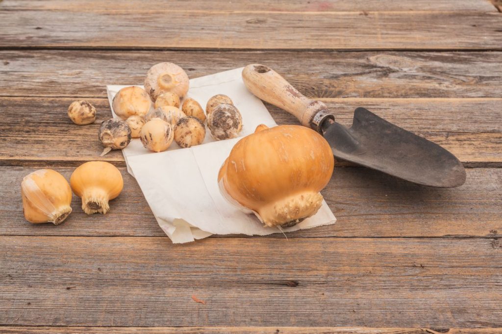 An assortment of Allium bulbs