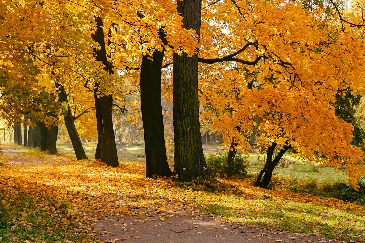 Why leaves change colour in autumn - Plantura