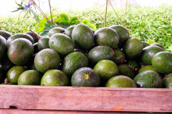 Are avocados bad for the environment?