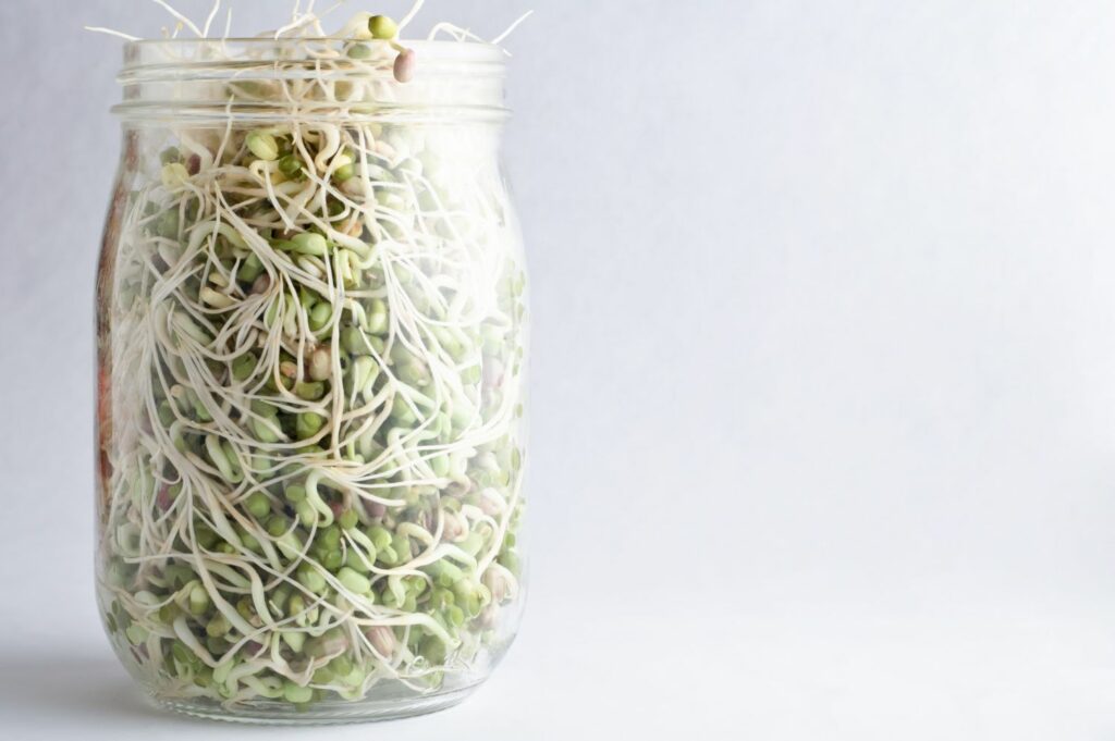 Bean sprouts growing in a jar