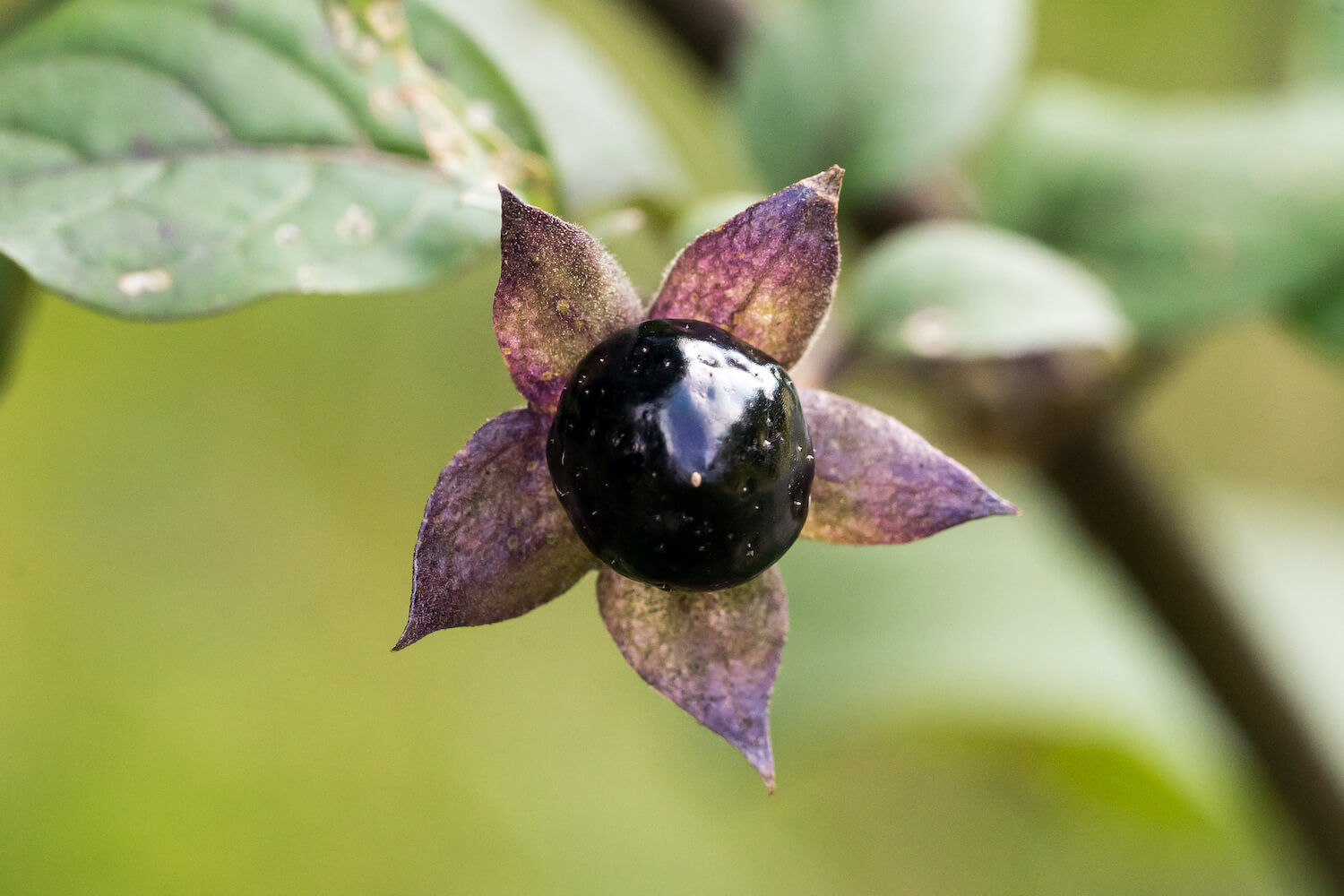 Deadly nightshade: everything about the plant - Plantura