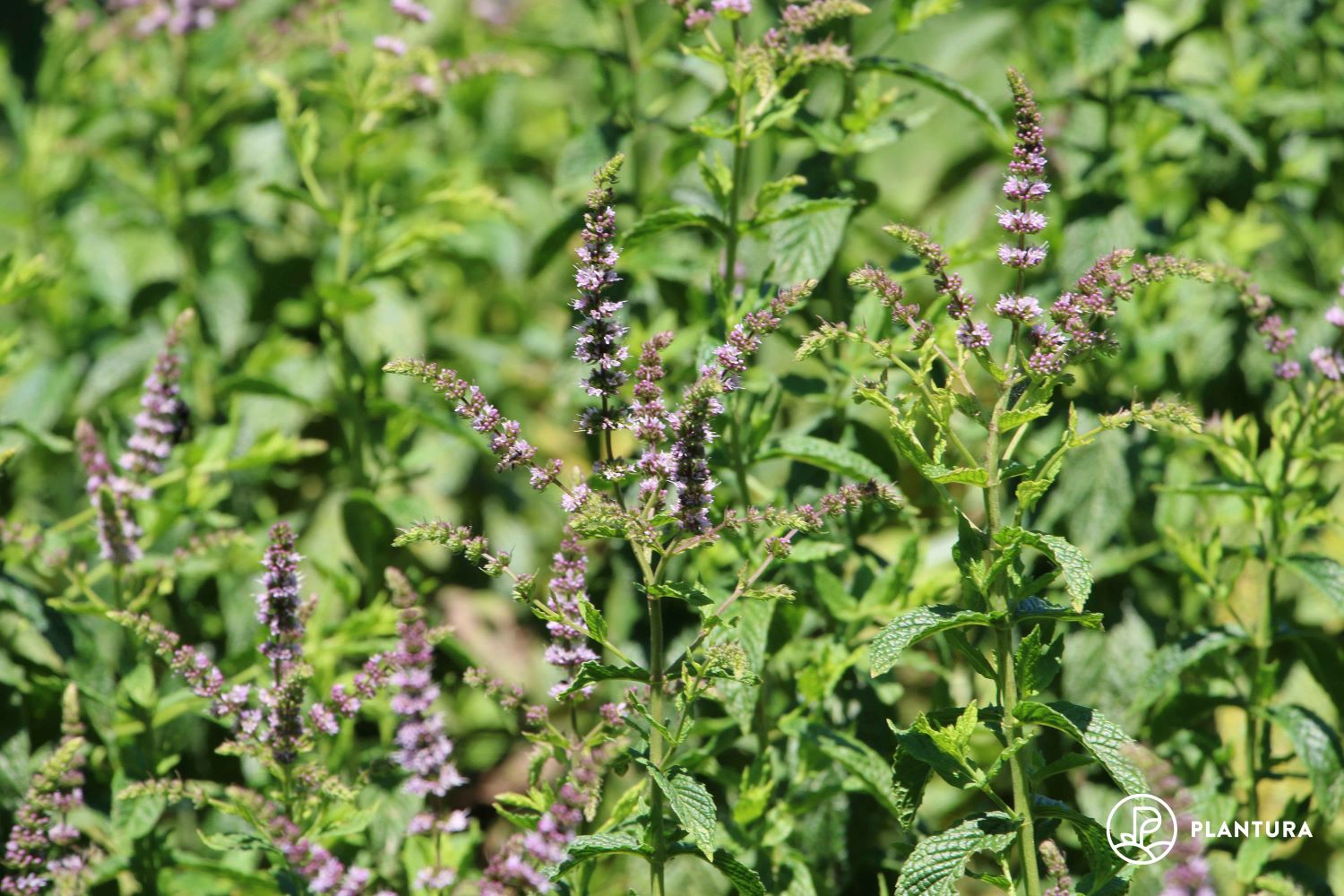 Harvesting mint when & how to cut mint plants Plantura