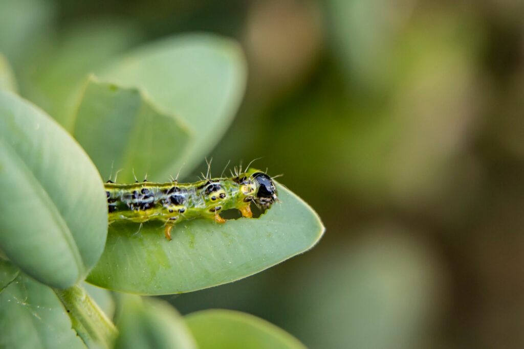 box tree moth caterpillar chewing leaf