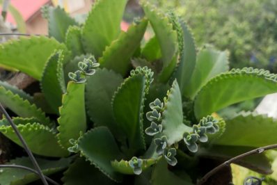 Mother of thousands: species, plant care & propagation