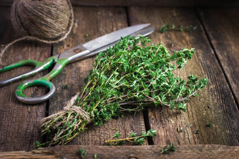 Thyme harvesting, drying, and storing Plantura