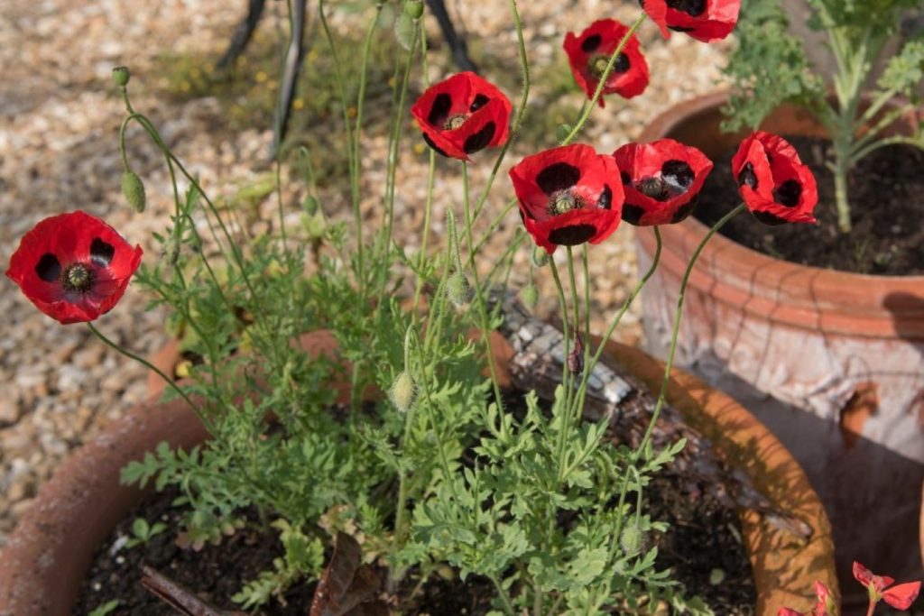 Caucasian scarlet poppy ladybird