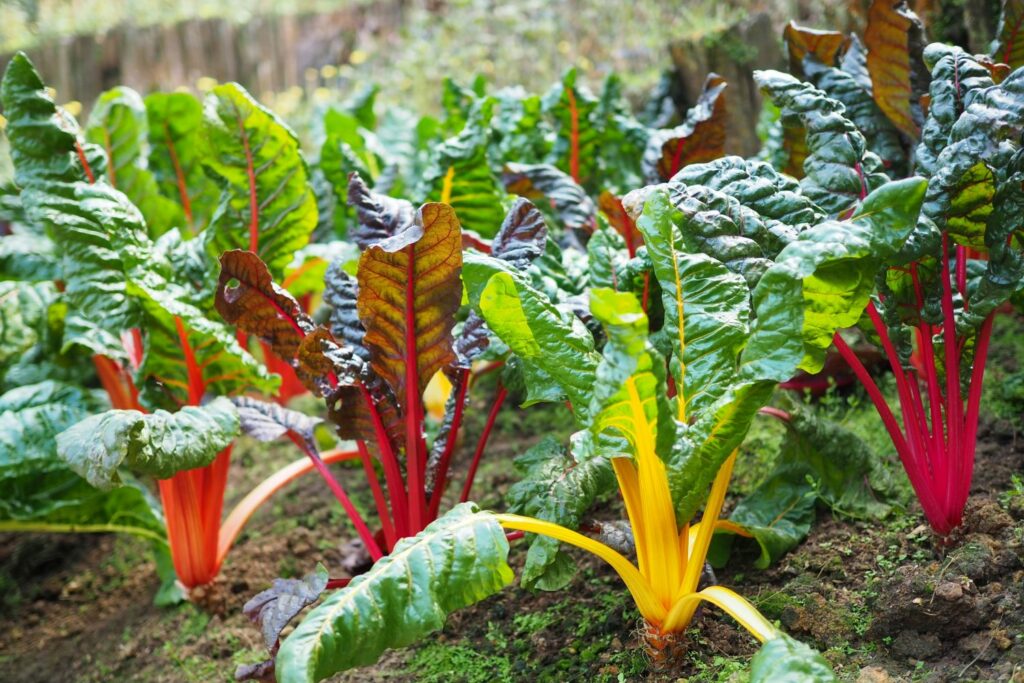 Chard plants in garden