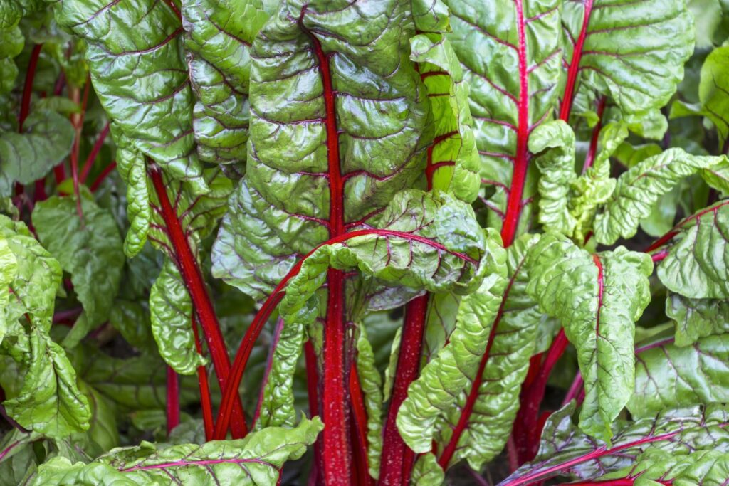 Close up of chard leaves