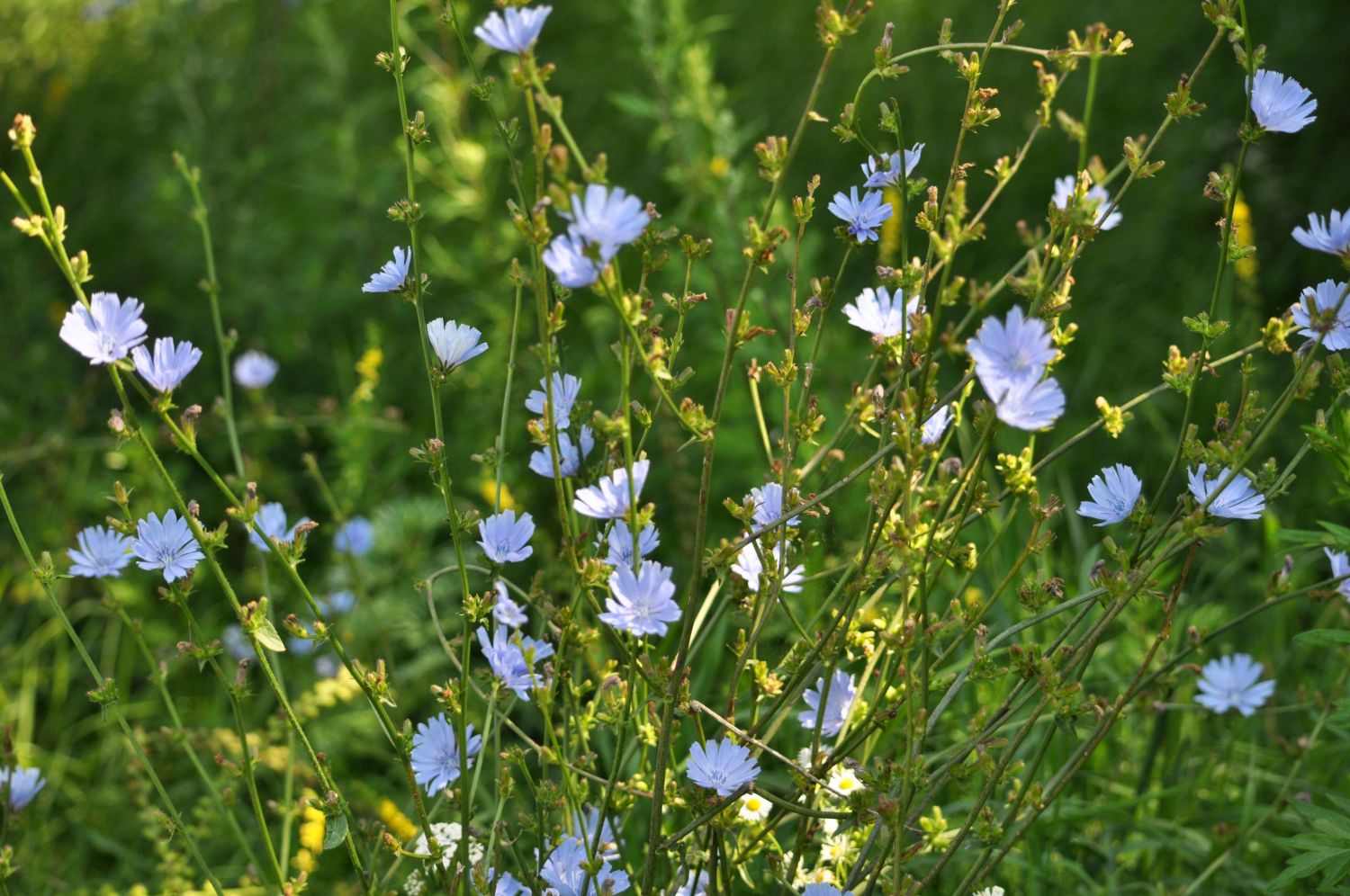 Chicory: Growing, Care & Uses Of Common Chicory - Plantura