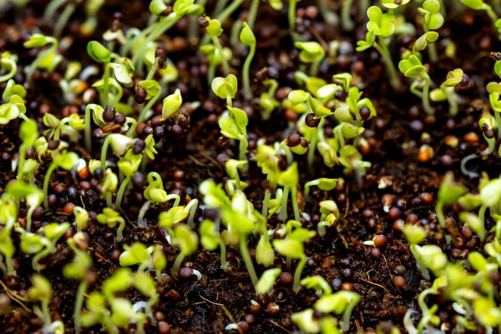 Small chicory seedlings