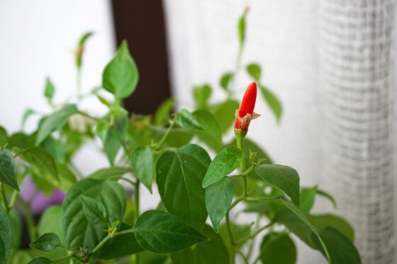 Overwintering chilli plants: how to keep chillies alive in winter