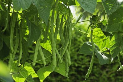 Planting beans: when, where & best companion plants